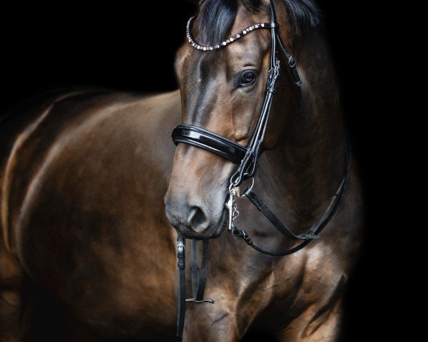 dressage horse Feingeist HR (Hanoverian, 2016, from Fürst Fohlenhof)