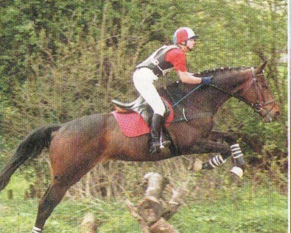 horse Aiuto xx (Thoroughbred, 1989, from Presto xx)