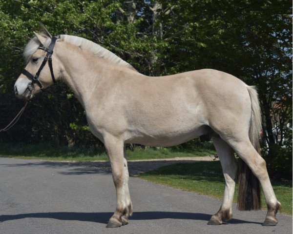 horse Mosegårdens Porter (Fjord Horse, 2018, from Mosegårdens Lektor)