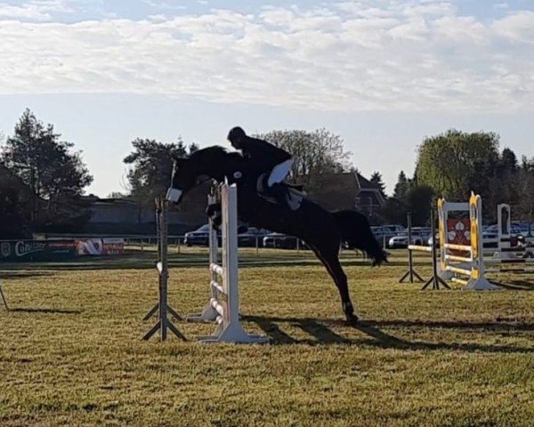 broodmare Cadira 6 (Holsteiner, 2019, from Cascadello)