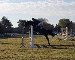 broodmare Cadira 6 (Holsteiner, 2019, from Cascadello)