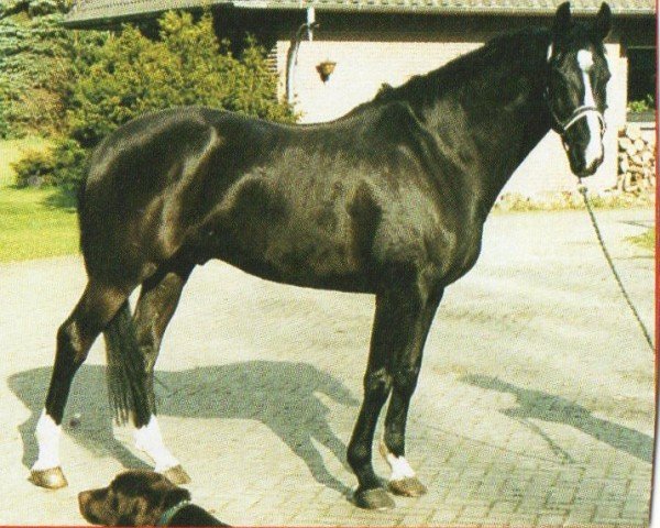 jumper Kadanz 3 (KWPN (Royal Dutch Sporthorse), 1992, from Farmer)