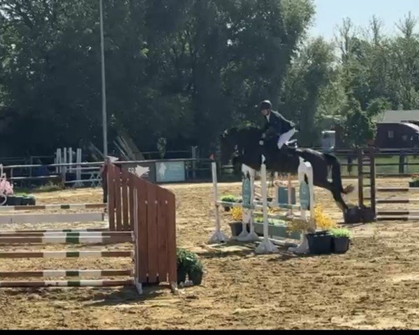 jumper Cartuno 3 (Holsteiner, 2021, from Cartani 4)