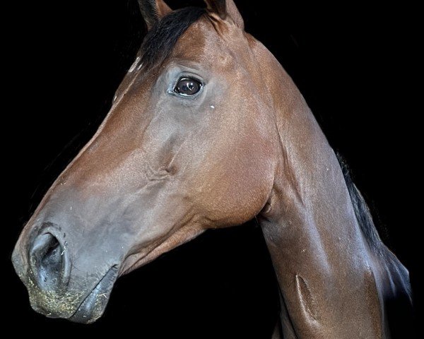 Dressurpferd Kymora (Trakehner, 2016, von Kentucky)