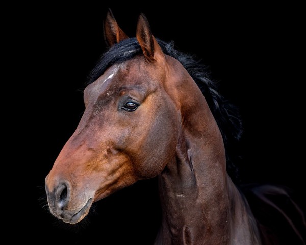 jumper Dilavar P (Bavarian, 2020, from Dipylon)
