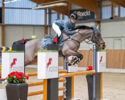 jumper Edino 18 (Dutch Pony, 2007, from Eindershof Jamai)