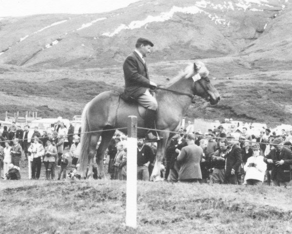 Zuchtstute Litla-Stjarna fra Hvitarholti (Islandpferd, 1963, von Neisti frá Skollagróf)