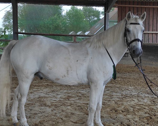 dressage horse Teach Mór Song (Connemara Pony, 2014, from I Love You Melody)