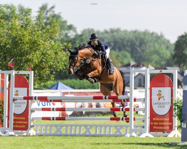 jumper Kedira 2 (Hanoverian, 2018, from Karajan)