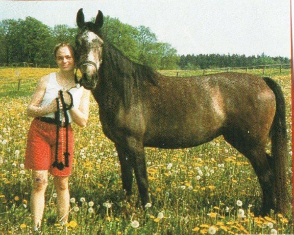 broodmare Wildkatz ox (Arabian purebred, 1993, from Samour ox)