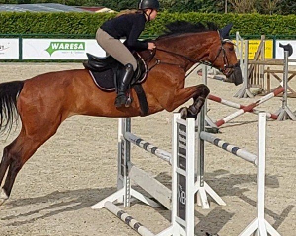 jumper Cracker Jack 16 (Hanoverian, 2009, from Crazy Cocktail)