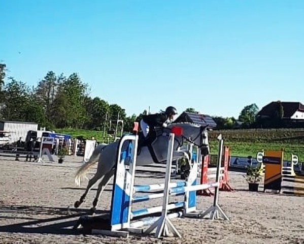 jumper Pippi Lotta 24 (Oldenburg show jumper, 2005, from Semper Odem)