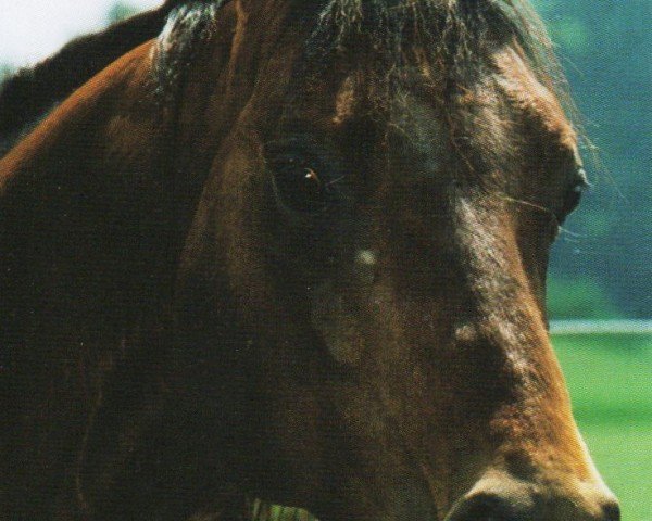 Pferd Dry Cricket (Quarter Horse, 1993, von Dry Doc)