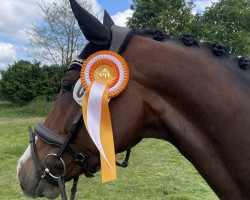 dressage horse Zoonira (Westphalian, 2019, from Zoom 8)