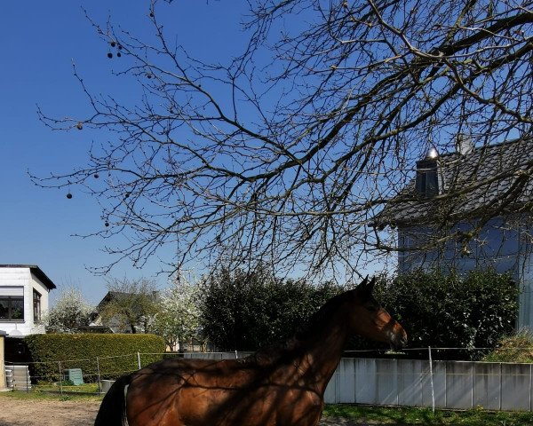 horse Danzkehmen (Trakehner, 2018, from Impetus)