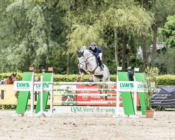 Springpferd Cera Blue B (Hannoveraner, 2018, von Chacoon Blue)