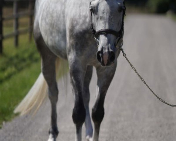 jumper Cherino M (Oldenburg show jumper, 2016, from Casino Berlin OLD)
