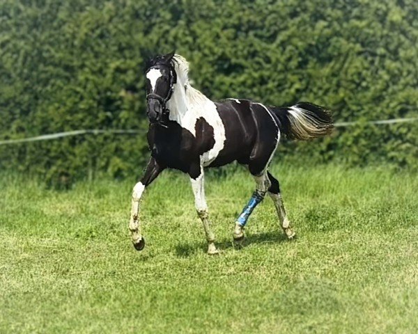 Dressurpferd Föhrer Fantasie (Trakehner, 2024, von Grenoble)