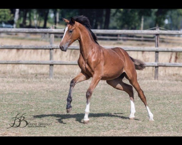 dressage horse Zeniorita (Westphalian, 2018, from Zoom 8)