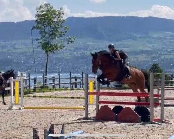 jumper Jilton van het Scheldehof (Belgian Warmblood, 2015, from Dayton Sitte)