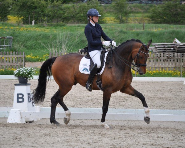 dressage horse Donizetti B (Hanoverian, 2018, from Don Martillo)