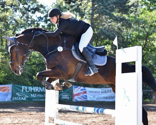 Springpferd Vincent 214 (Deutsches Sportpferd, 2018, von Embassy 6)