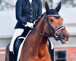 dressage horse Quintina 41 (Hannoveraner, 2015, from Quantensprung 3)