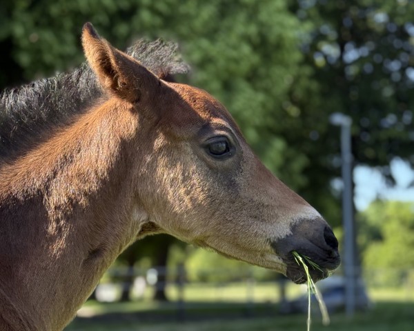 foal by Veyron NF (German Riding Pony, 2025, from Valido's Comeback WS)