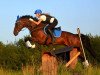 dressage horse Honey 87 (Little German Riding Horse, 2008, from Sensation 15)