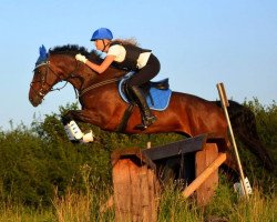 dressage horse Honey 87 (Little German Riding Horse, 2008, from Sensation 15)