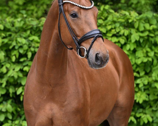 horse Daydream S 5 (German Sport Horse, 2021, from Don Juan de Hus)