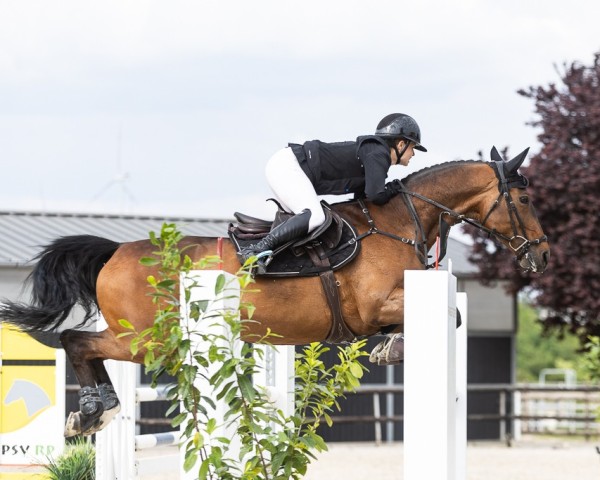 jumper Dilara 25 (German Sport Horse, 2010, from Catch Your Dreams)