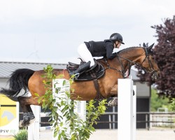 jumper Dilara 25 (German Sport Horse, 2010, from Catch Your Dreams)
