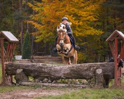 dressage horse Nico 1498 (3,91% ox) (Edelbluthaflinger, 2008, from Novill)