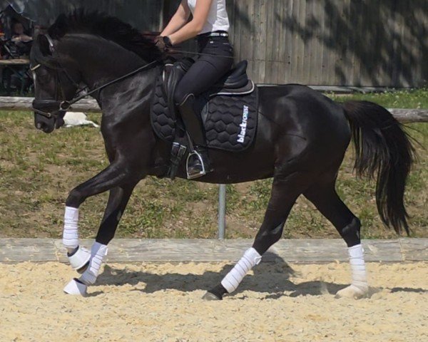 dressage horse Der Seeberger (German Riding Pony, 2022, from Da Vinci Hs)