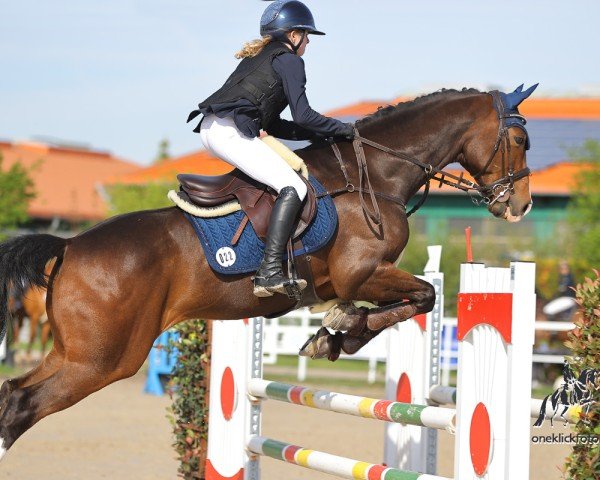 jumper Quintano 65 (Hanoverian, 2015, from Quality 9)