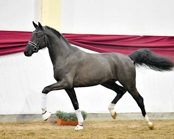 dressage horse Soul of Ibiza (Hanoverian, 2019)