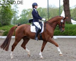 dressage horse Campino 581 (Oldenburg, 2014, from Cennin)