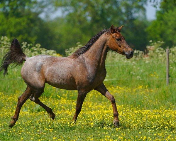 broodmare Kyra's Promising Hidden Treasure (Dutch riding horses and ponies with Arabic blood content, 2012, from Nib Hiduc Star)