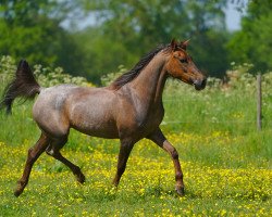 Pferd Kyra's Promising Hidden Treasure ( Niederländische Reitpferde und Ponys mit arabischem Blut, 2012, von Nib Hiduc Star)