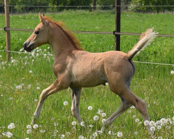 Dressurpferd Promising Dare to Dream ( Niederländische Reitpferde und Ponys mit arabischem Blut, 2021, von Dating Point At)