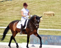 dressage horse Lucado Jo (Deutsches Sportpferd, 2016, from Lord Leopold 7)