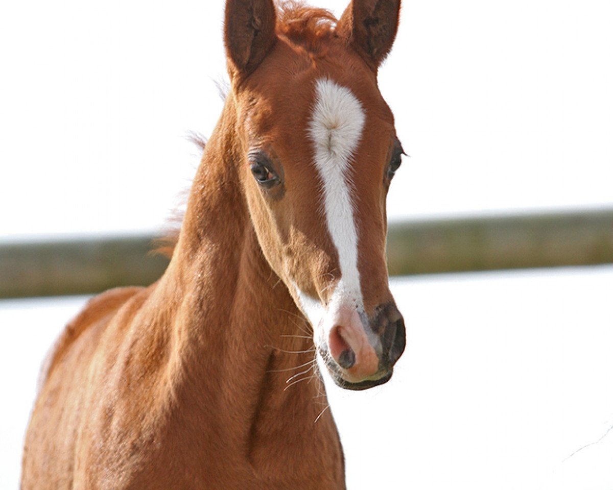 dressage horse Next Level DW (German Riding Pony, 2021, from FS Next Diamond)