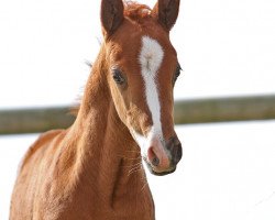 dressage horse Next Level DW (German Riding Pony, 2021, from FS Next Diamond)