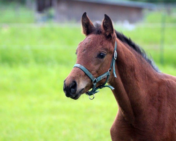 dressage horse Femme Fantastique F (Westphalian, 2021, from For Romance I)