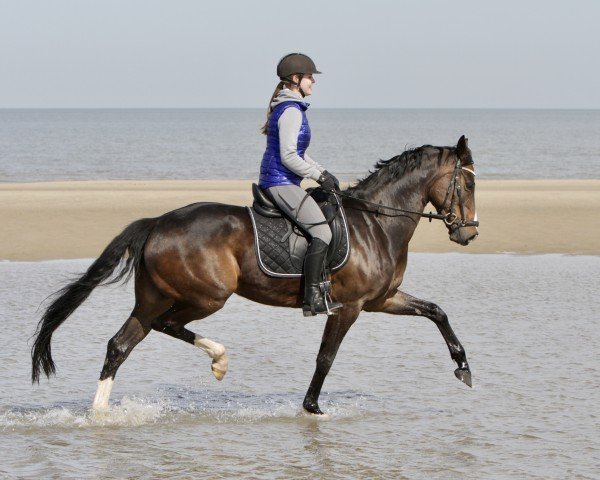 dressage horse Lady of Gallifrey (Oldenburg, 2016, from Belissario)