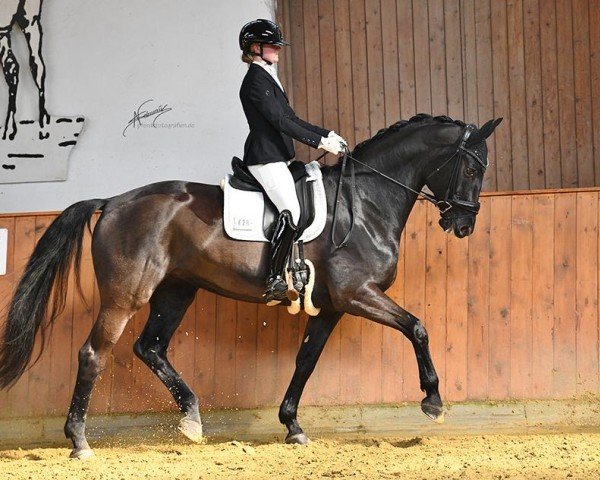 dressage horse Donna 770 (Hanoverian, 2010, from Hochadel)