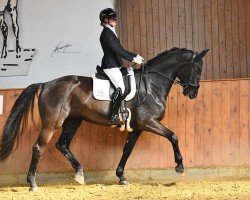 Dressurpferd Donna 770 (Hannoveraner, 2010, von Hochadel)