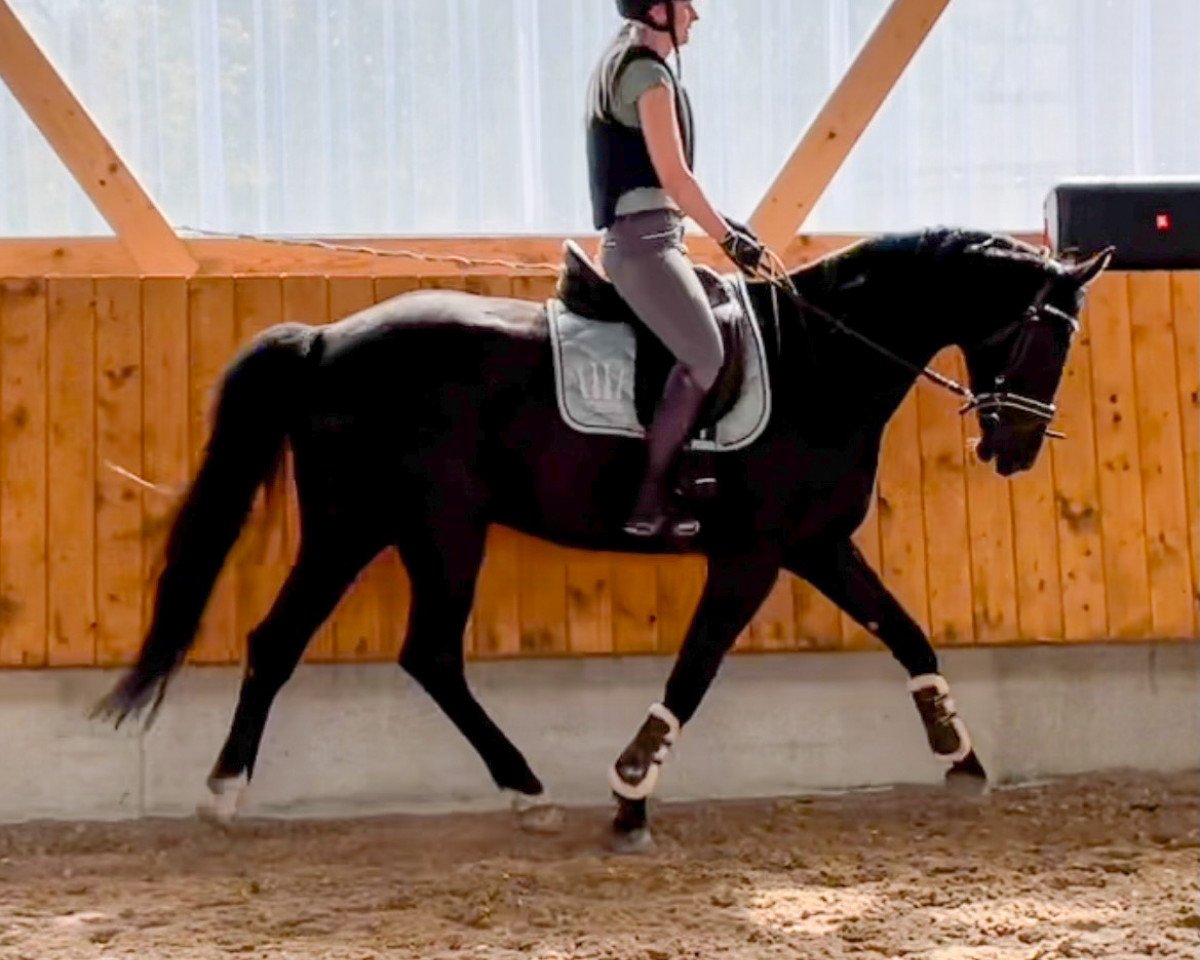 dressage horse Dirigent B (German Sport Horse, 2015, from De Janeiro)