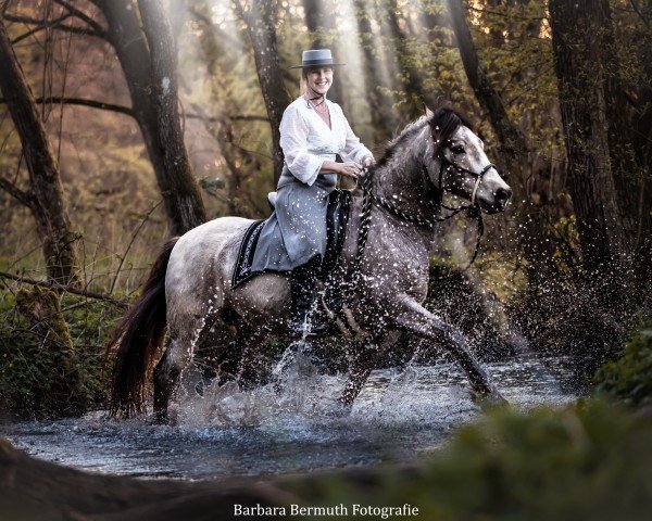 stallion Brennabor Lord Marwyn (Welsh-Cob (Sek. D), 2013, from Brennabor Lord Zandor)